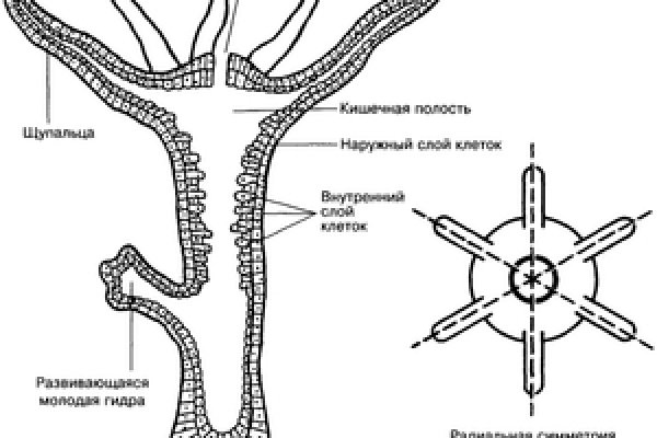 Кракен зеркало на сайт